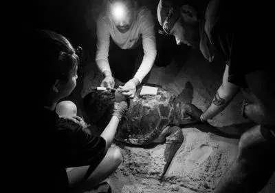 Three researchers with headlamps on stand around a loggerhead turtle on the beach while a man covers the turtle's face with a gloved hand